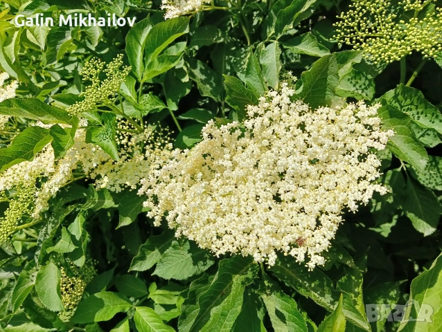 цвят Бъз, лозови листа , череши, бял равнец, снимка 4 - Домашни продукти - 54757299