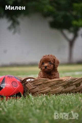 Той пудел Toy poodle, снимка 4 - Пудели - 55006000
