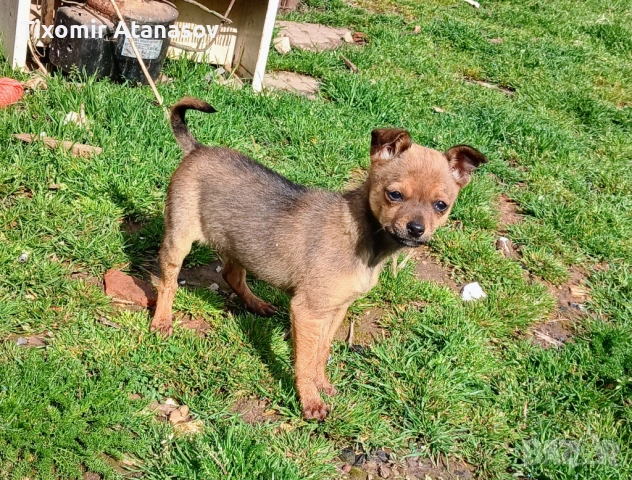 Чихупинчер