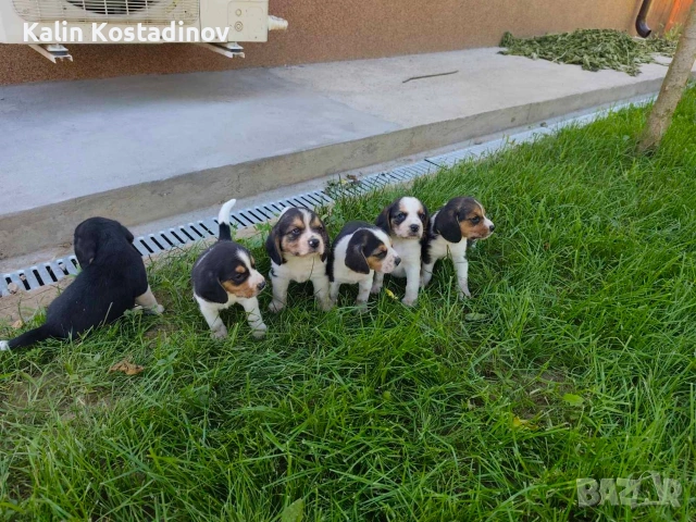 Продава кученца "Бигъл"., снимка 3 - Бигъл - 54968875