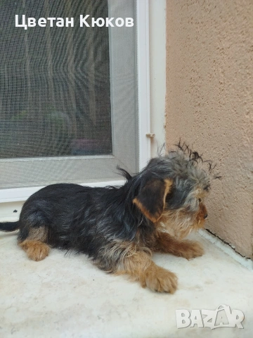 мини йоркширски териер , снимка 4 - Йоркширски териер - 54164723