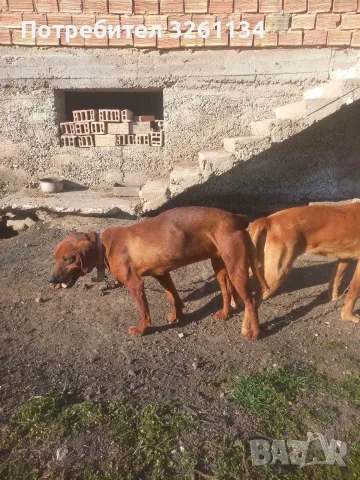 Жълтоалесто гонче , снимка 6 - Гонче - 55317155