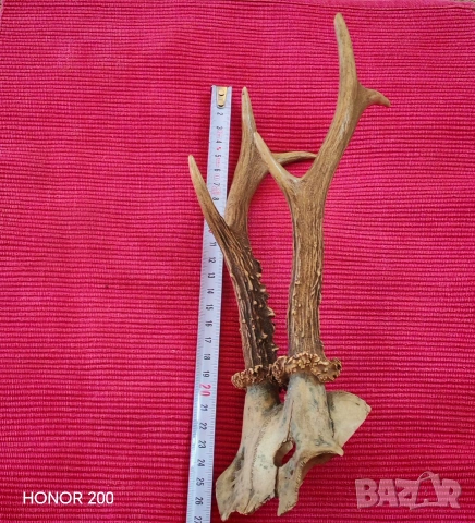 Ловен трофей от сръндак. , снимка 4 - Антикварни и старинни предмети - 54044773