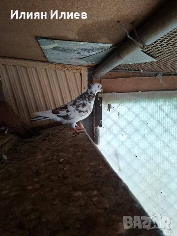 Женска гълъбица- унгарка, снимка 3 - Гълъби - 54081687