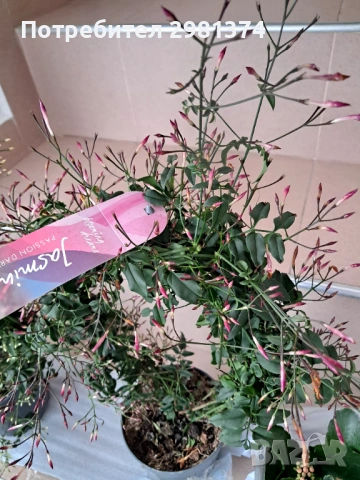 Жасмин(Ароматен-розов), снимка 4 - Стайни растения - 54063850