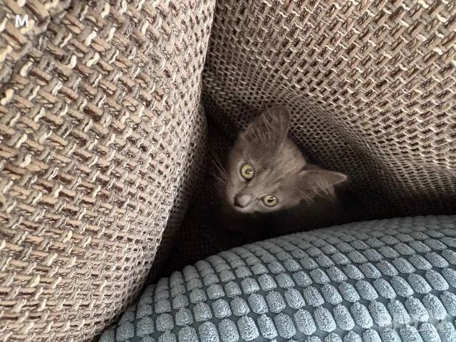 Коте - 2 месеца, снимка 5 - Руска синя котка - 55627241