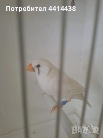 Амадинки джъмбо , снимка 4 - Амадини - 54484954