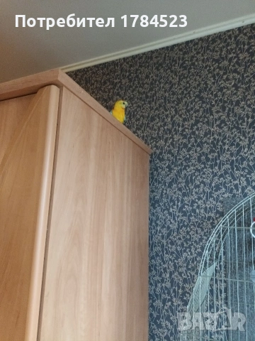 Мъжки пойни папагали , снимка 2 - Папагали - 54343114