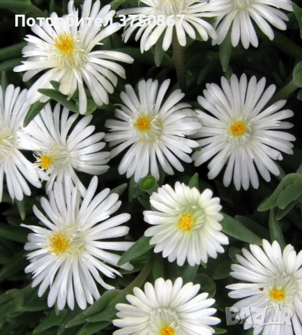 🩷🌿🌸 Делосперма/Delosperma