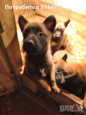 Белгийски овчарки-Малиноа