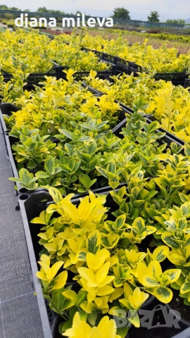 Евонимус Ауреа, Euonymus Japonica Aurea, снимка 14 - Градински цветя и растения - 54458056