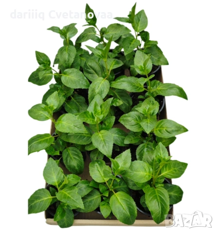 КАСКАДНА ФУКСИЯ ЦАРИЦАТА НА ЦВЕТЯТА , снимка 15 - Градински цветя и растения - 54220317