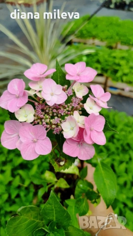 Хортензия Месалина, Hydrangea Messаlina  за сянка !, снимка 2 - Градински цветя и растения - 43401747