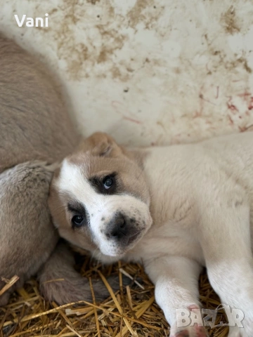 Аласай / САО , снимка 7 - Алабай - 54093320