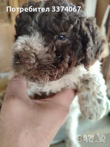 Логото , снимка 4 - Други - 54182367