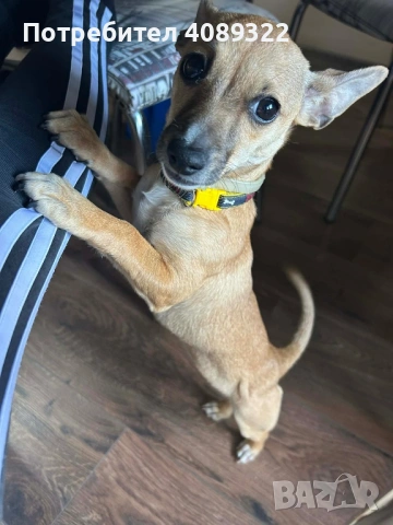 Подарявам куче