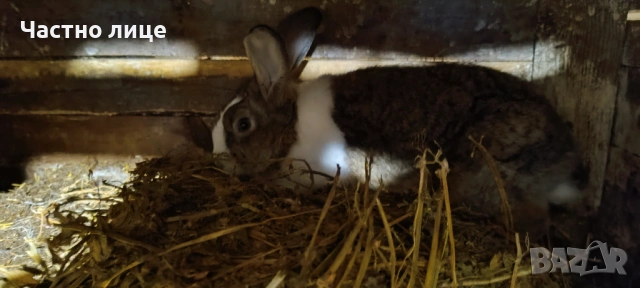 Продавам млад мъжки заек , снимка 3 - Други - 54028174