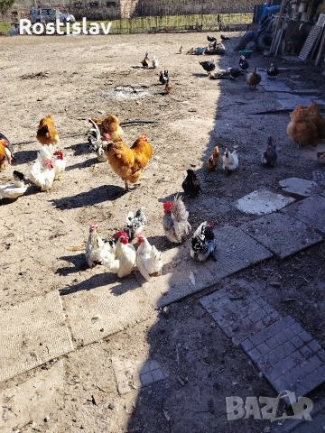 Шоботата са чистокръвни цената е за чифт! 