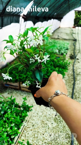 Жасмин, Trachelospermum Jasminoides, вечнозелен, студоустойчив, снимка 16 - Градински цветя и растения - 44919994