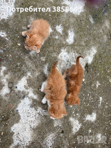 Осинови коте , снимка 5 - Други - 54769883