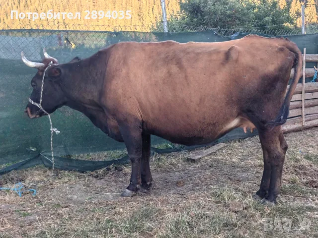 2 Крави за клане ялови , снимка 2 - Крави - 55565473