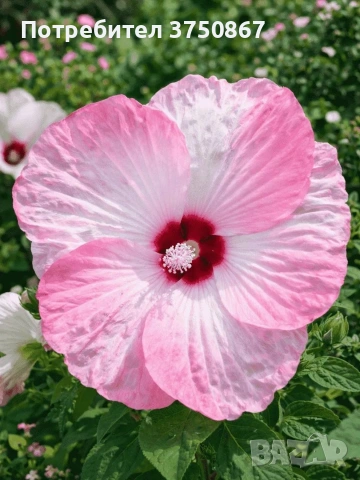 🌸🌿💜 Хибискус Луна Микс (Hibiscus moscheutos LUNA Mix), снимка 3 - Градински цветя и растения - 55078758