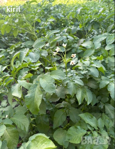 Пресни картофи , снимка 4 - Домашни продукти - 54743269