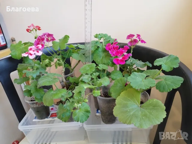 Комплект вкоренени резници Мушкато 10 бр - 11 €