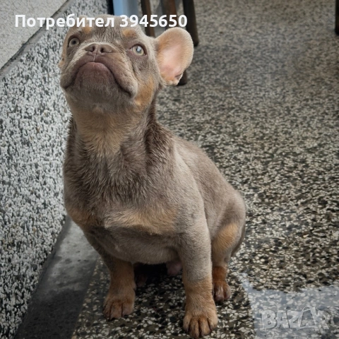 Френски булдог - Изабела 