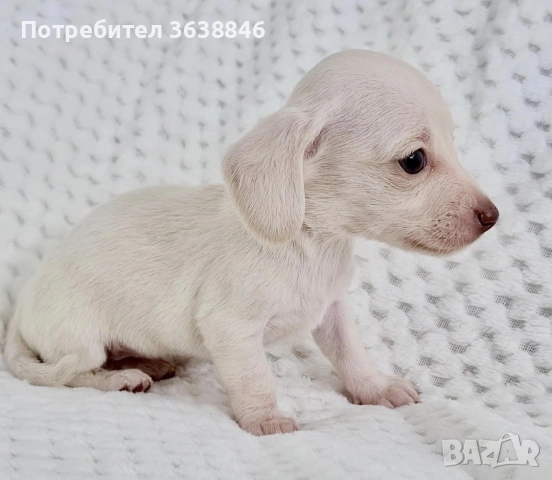 Дакел, снимка 3 - Дакели - 54401956