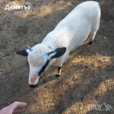 мъжки агнета, снимка 5 - Овце - 54420379