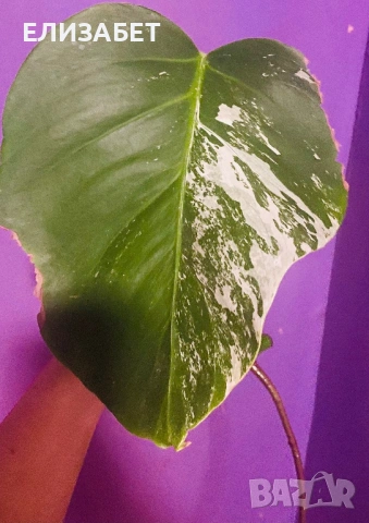 Monstera albo