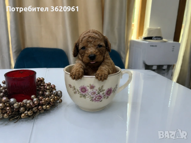 Той пудел 