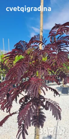 Albizia julibrissin ‘Summer Chocolate’ (Албиция „Шоколад“ / Копринено дърво „Шоколад“)