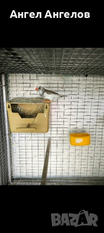 зеброви амадини , снимка 2 - Амадини - 54603392