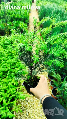 Тис, Taxus baccata, студоустойчив , снимка 5 - Градински цветя и растения - 53068902
