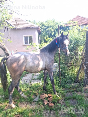 Арабски чистокръвен кон, снимка 3 - Коне - 54602990