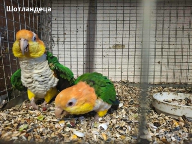 Папагали Кайка ръжевотеменна-развъдна двойка, снимка 4 - Папагали - 54511457
