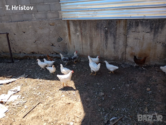 Пилета и мътене по поръчка , снимка 3 - Кокошки и пуйки - 54429448