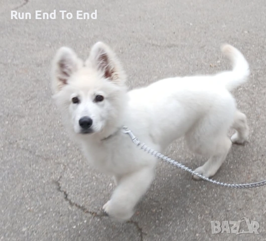 White Swiss Shepherd Puppy for sale