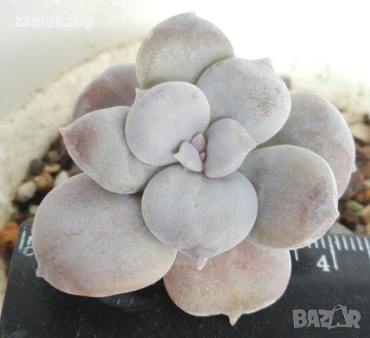 Граптопеталум пентадрум супербум (Graptopetalum pentadrum superbum), сукулентно растение