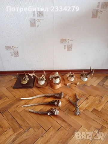 Рога от саръндаци и зъби от диво прасе, 70-80те години, снимка 2 - Колекции - 52583206