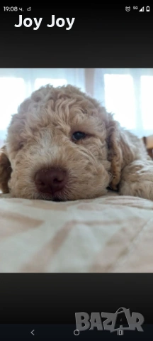 Lagotto Romanolio , снимка 2 - Други - 54587203