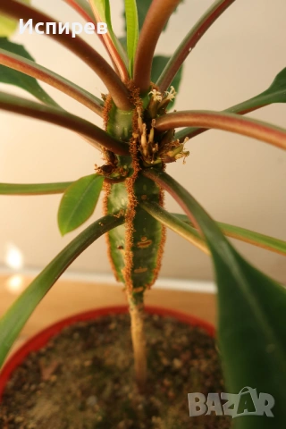 Африканска плюеща палма, Euphorbia leuconeura, 1-год. растение, снимка 3 - Стайни растения - 54919037