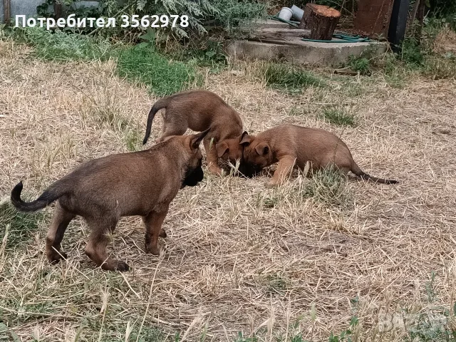 Белгийски овчарки, малиноа 