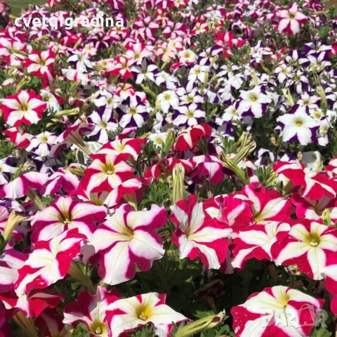 Бордюрна петуния
