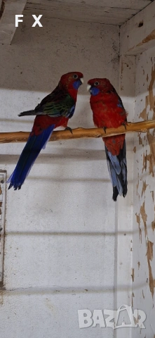 Penantovi rozeli, снимка 9 - Папагали - 54046521