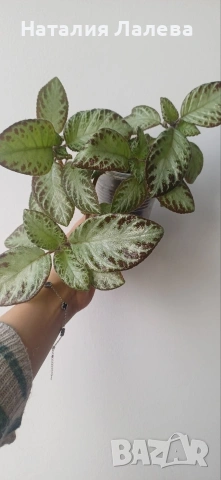 Еписцея, episcia silver sheen, снимка 3 - Стайни растения - 54188677