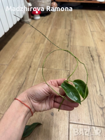 Hoya Хоя Archboldiana Variegata , снимка 3 - Стайни растения - 54992372