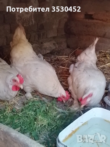 Продавам джинки